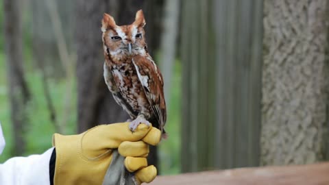 Owl sitting on trainers hand