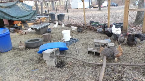 Chickens enjoy time alone not bothered by human pests.