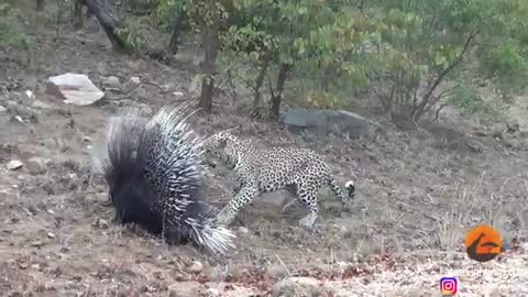 Silly leopard taking on porcupine at high speed will make your day!