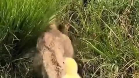 Mother duck with two ducklings! Cute and funny kittens and ducklings