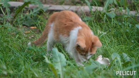 Oh wow! Naughty cat playing in a park