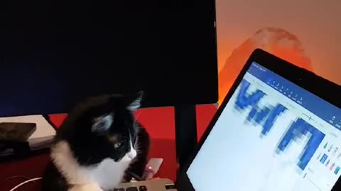 Funny cat Dora working on pc