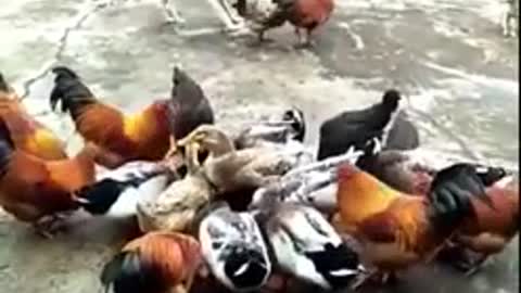 CHICKEN VS DOGS FIGHT (Funny video)