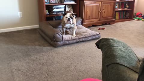 Bulldog Is Afraid of New Ball