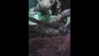 Crested gecko gets his cricket