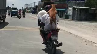Motorbike traffic with a dog in Vietnam