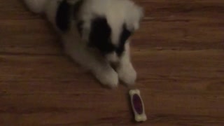 White dog playing with toy on ground