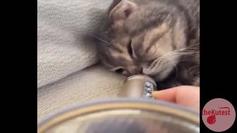Cat Snores Into Megaphone