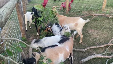 Goats......eating of course! 06.2021