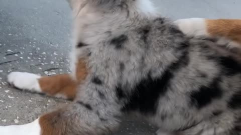 Dog Gets Frustrated At A Puppy Struggling To Learn A New Trick