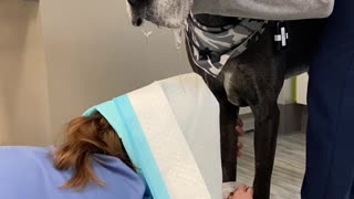 Clever Vet Protects Herself From Doggy Drool