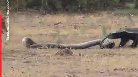 snake with fight an animal