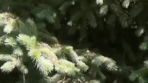 This pine tree is so dense