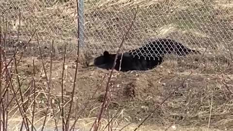 Bear Burrows Underneath Fence