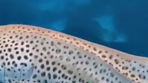Beautiful Leopard shark