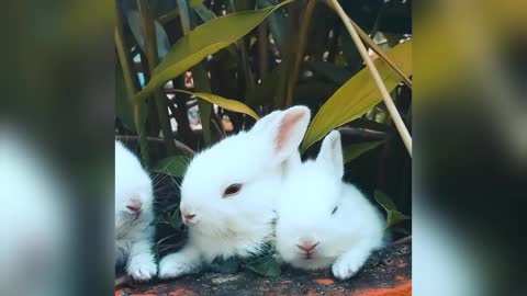 my 3 rabbits are eating