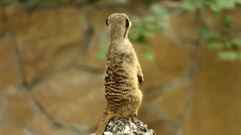 meerkat in the wild