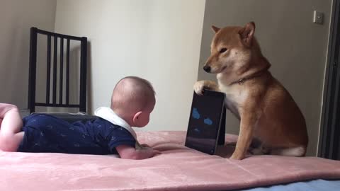 Shiba Inu babysitter knows how to keep baby occupied