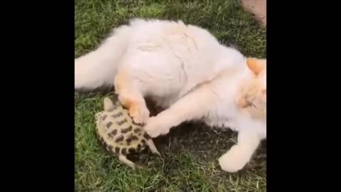 Little turtle playing with cat