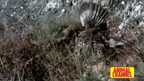 Eagles hunting skills,predators, lion vs eagle,fish,