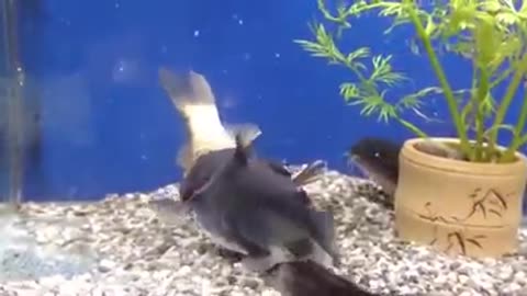 Fish swallowed same as his size