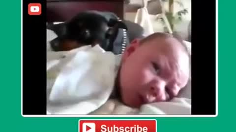 DOGS PROTECTING BABIES! YOU WILL LOVE YOUR PETS 100% BUNCH MORE AFTER SEEING THIS VIDEO