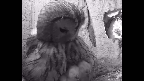 The tawny owl dad sees his 2 chicks for the first time 🦉❤️🥰🤩