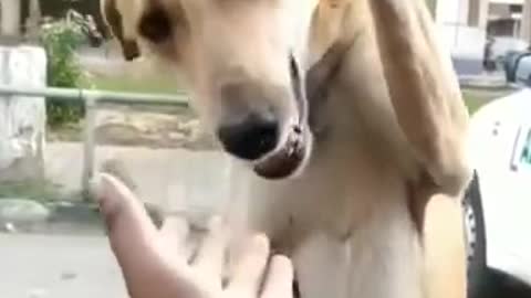 Dog Funniest and Cutest emotion Galle dog Videos