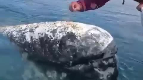 Whale is letting boat Captain to remove lice from his head