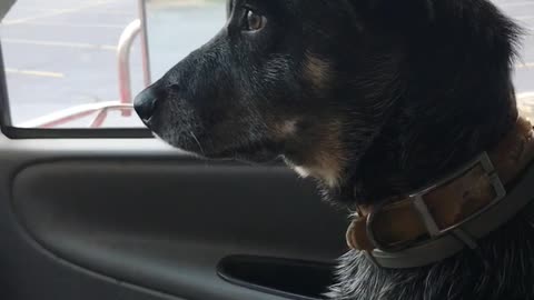 Black dog sitting on blue seat in car gets impatient driving through drive thru