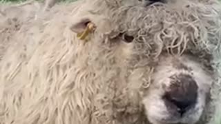 Dog rides on top of sheep