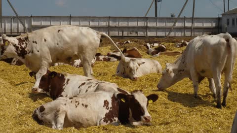 Brown cows on dairy farm. Feeding in cowshed barn