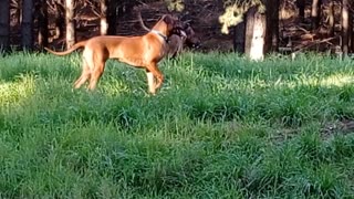 7mo Rhodesian Ridgeback Pup Showing Her Natural Beauty