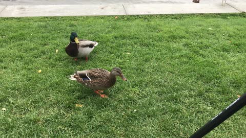 Mallard Duck “Dabbling Ducks”