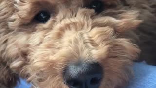 Brown dog rests head on blue owner's arm