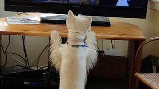 Determinado perro intenta atrapar un conejito en TV