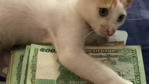 Cat handing money