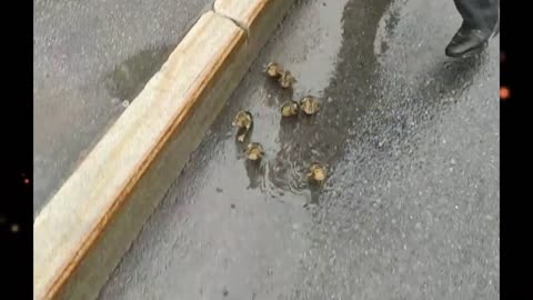 This story is real. To tears. A very cute video about the rescue of a duck and her cubs