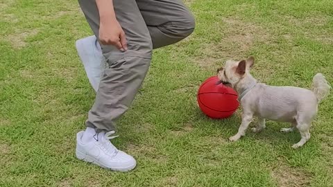 puppy playing ball!!