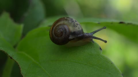 Old Snail slowly moving across a twig