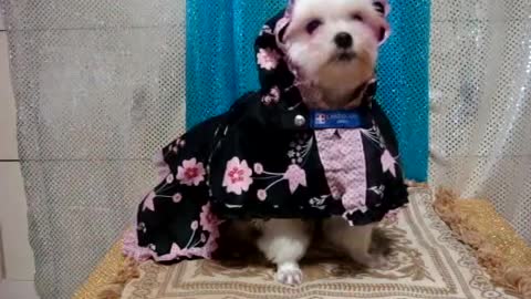 How to make dog clothes-How to make dog raincoat with umbrella