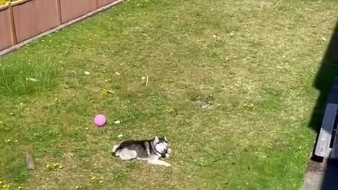 Huskies being dramatic & weird 🐶😳🤣