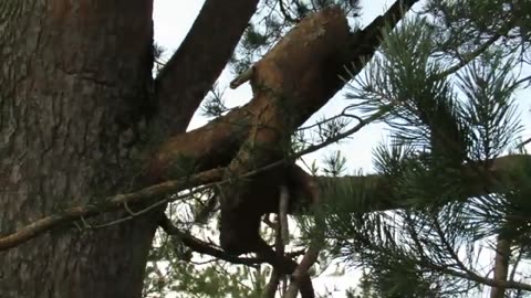 Red Squirrel activities in the pine tree (take #1)