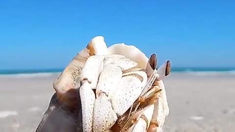 This hermit crab is so cute.#Hermitcrab #ocean #whale #dolphin #shark #fish