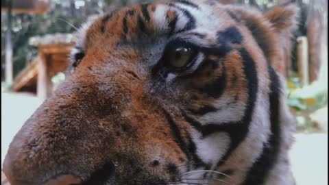 A close look at a wild tiger
