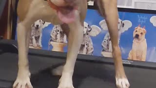 Pitbull Doing Crossovers on Treadmill