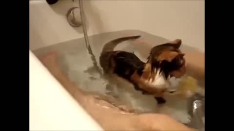 Kitten in the bathtub playing - Gatita en la bañera jugando