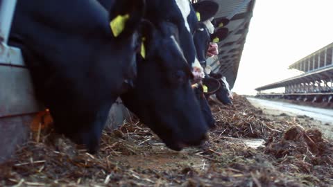 Cow eating hay in modern farm. Milk cows feeding in barn