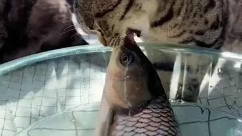 Cat🐱 loving Fish 🐟😍😍😍 Kissing