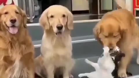 Funny dog